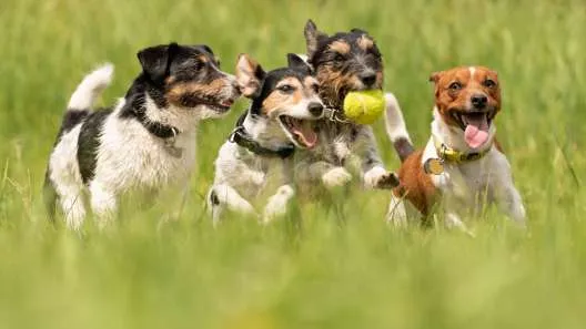 Four Boston Terrier puppies running in a field