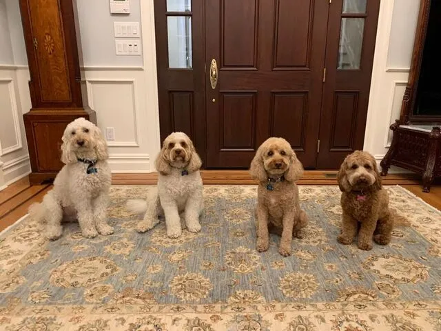 Four Labradoodles from Whispering Winds, Duke, Coco, Dusty, and Murray, together for a visit.