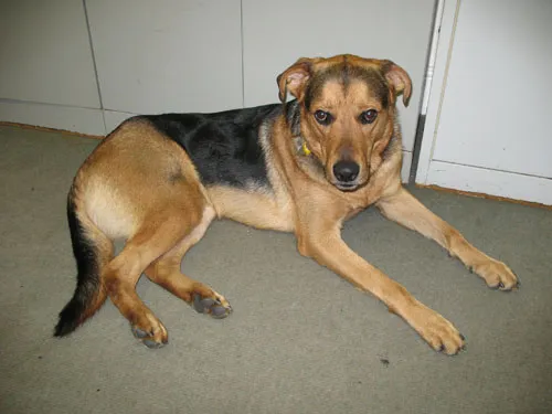 Frank, a large GSD Ridgeback mix, seeks experienced owner