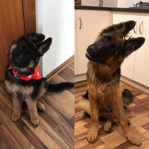 Freddie the German Shepherd puppy showing a classic head tilt at 3 months and 6 months
