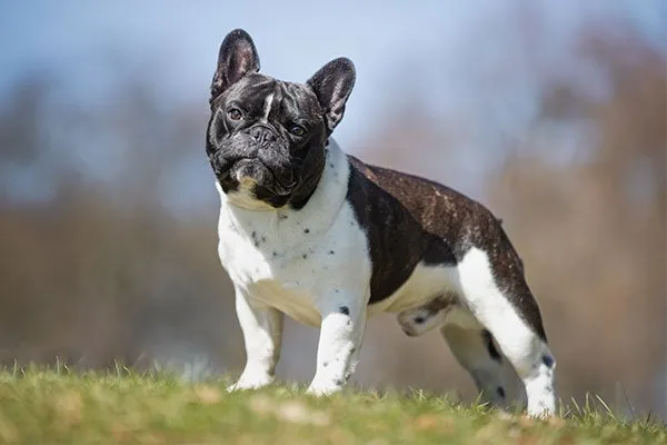 French Bulldog breed image