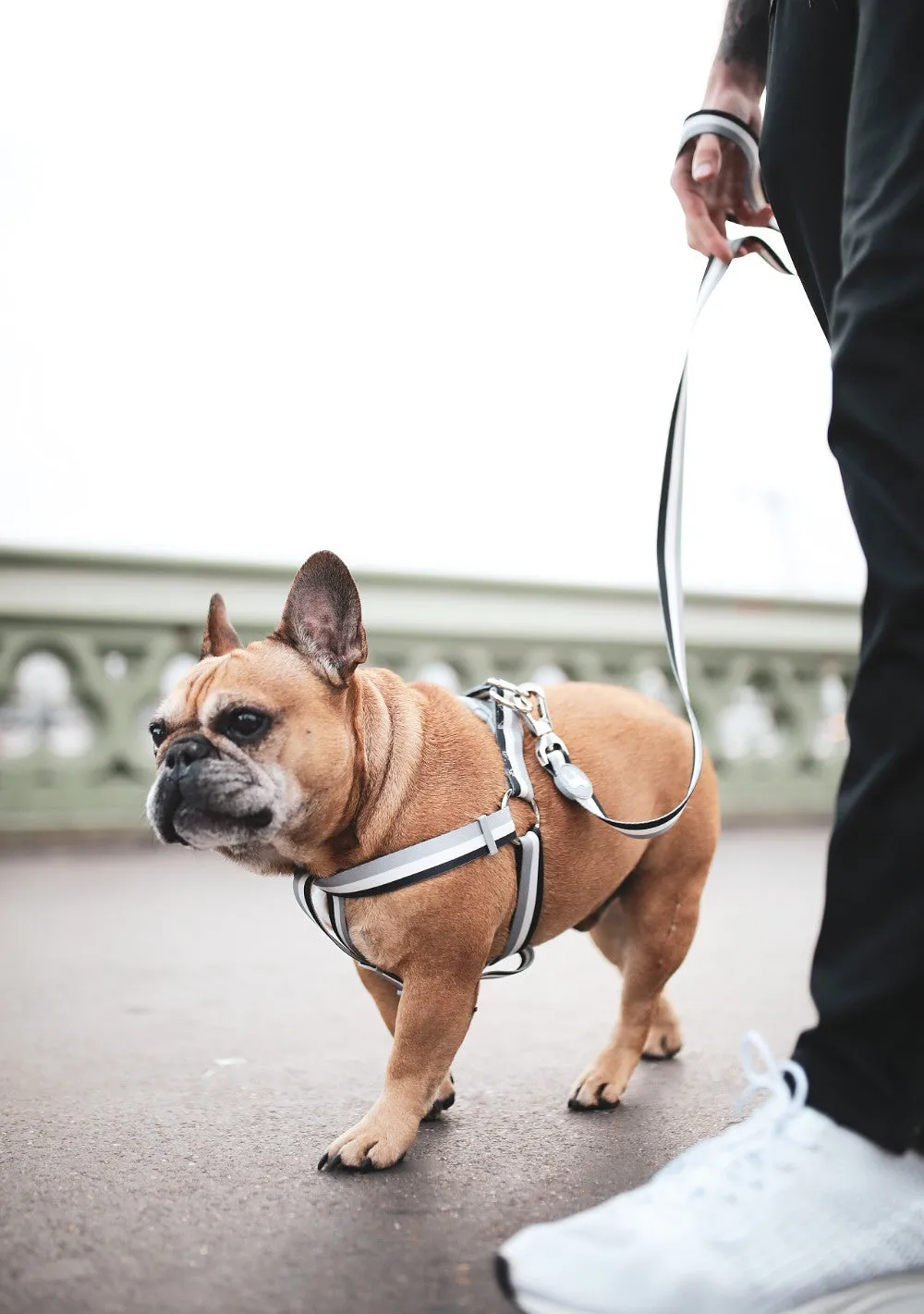 French Bulldog comfortably wearing a matching harness and short lead, ideal for safe walks around the UK