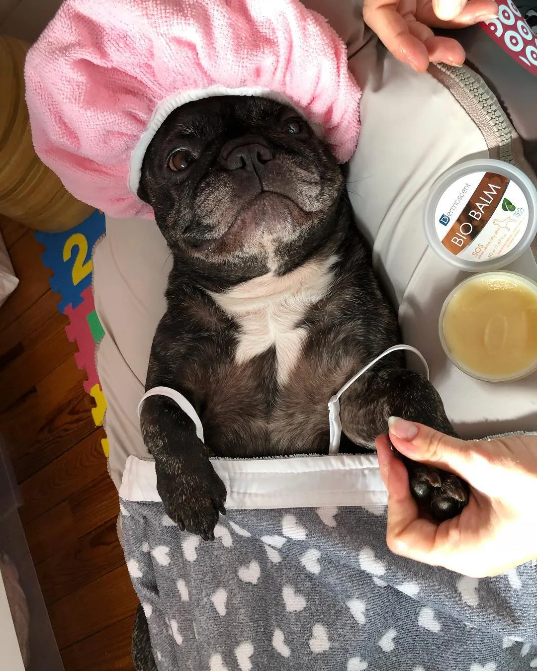 French Bulldog, Gaia, enjoying a winter pampering session, with Dermoscent BIO BALM applied to her paw pads for cold weather protection.