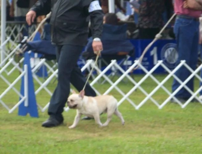 French Bulldog Peanut demonstrating a powerful gait during a dog show