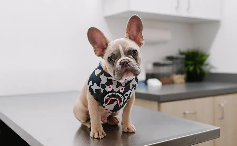 French Bulldog puppy in a shark bandana calmly sitting on an exam table at a 24/7 ER vet clinic, awaiting emergency pet care.