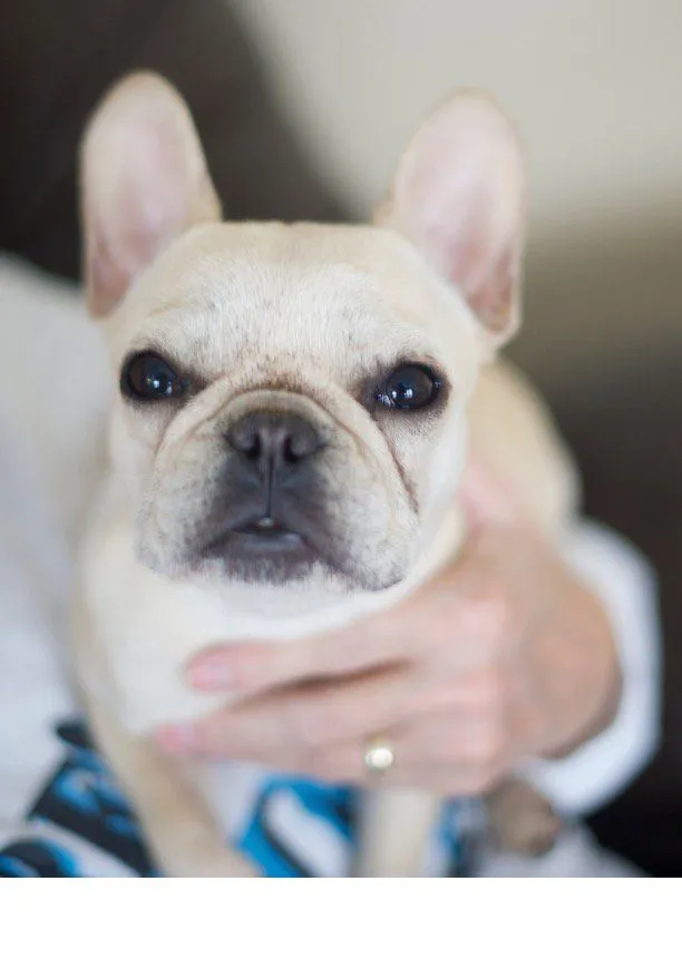 French Bulldog puppy with thoughtful expression