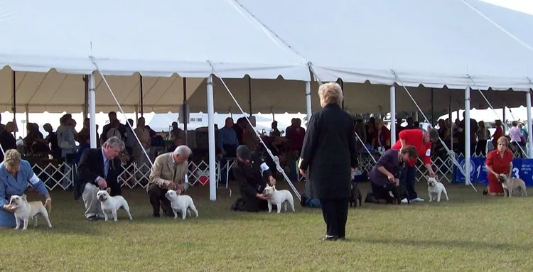 French Bulldogs lining up for judging at the Brooksville dog show, Gizmo second in line