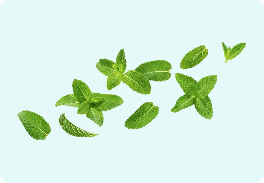 Fresh mint leaves, a natural herb to improve dog breath and aid digestion