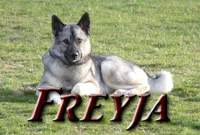 Freyja, an elegant Norwegian Elkhound female, at two years of age