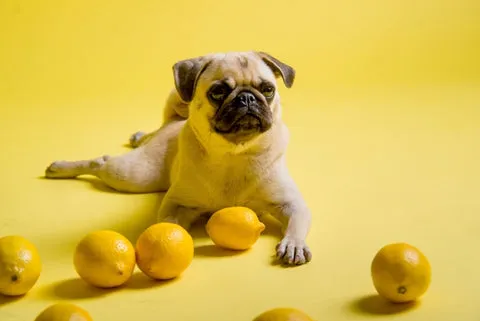 Funny dog playing with lemons on a yellow surface