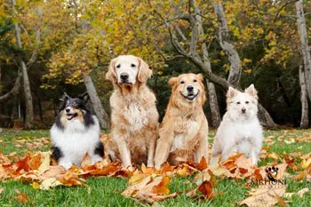 Furry Friends Rescue, Golden Dogs, Suzie