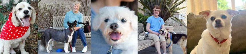 Furry Friends Rescue, Golden Dogs