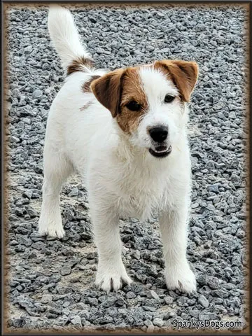 Gabriel, a white and tan broken coat JRT stud dog