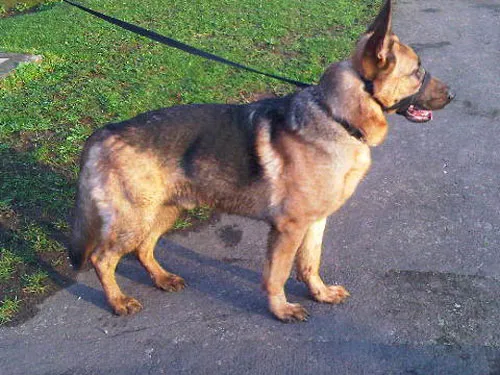 Gandalf, a two-year-old German Shepherd with hip dysplasia