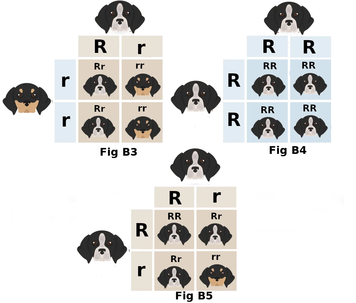 Genetic breakdown chart illustrating potential coat color inheritance in blue tick hound beagle mix puppies