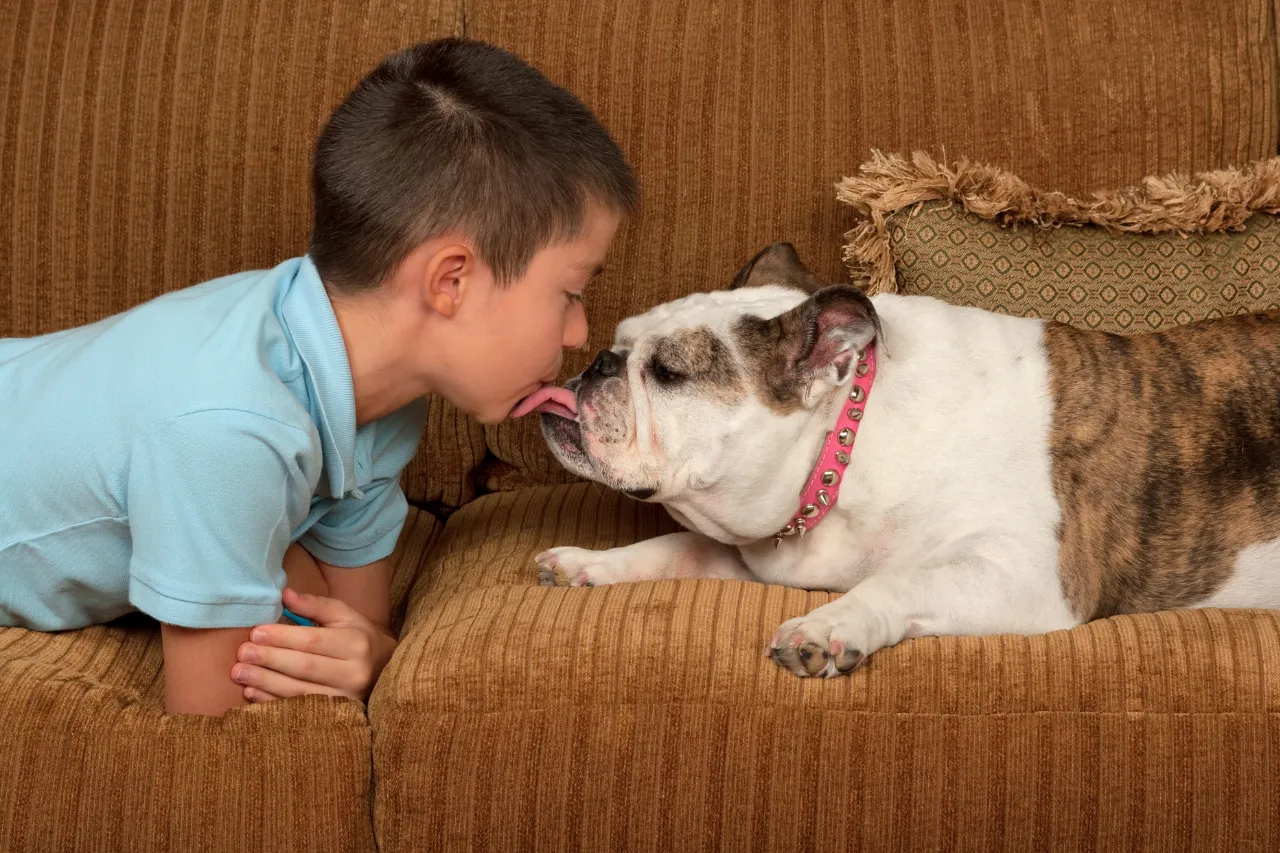 Gentle Bulldog with a child, showcasing a calm and protective medium dog breed for families