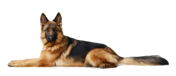 German Shepherd, a versatile working dog breed
