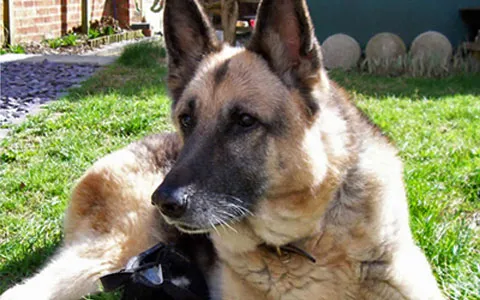 German Shepherd Dog (Alsatian) with a concerned expression, possibly indicating discomfort