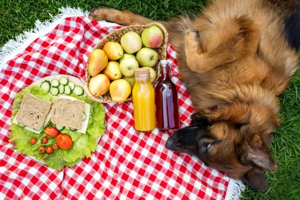 German Shepherd dog curiously looking at a piece of corn on the cob, highlighting the dangers of certain human foods.