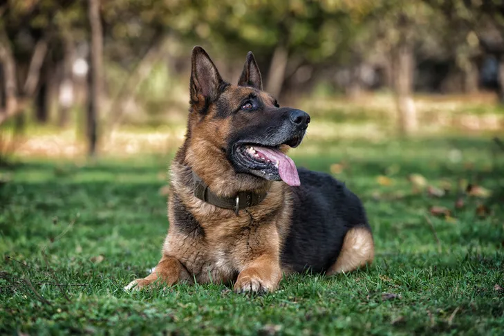 German Shepherd Dog laying down in the grass looking up.