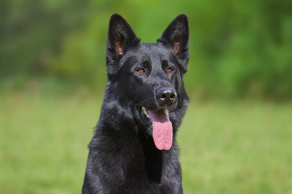 German Shepherd dog with hip dysplasia benefitting from a joint-supporting diet