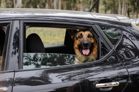 German Shepherd getting into a car