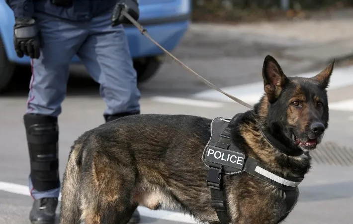 German Shepherd police dog
