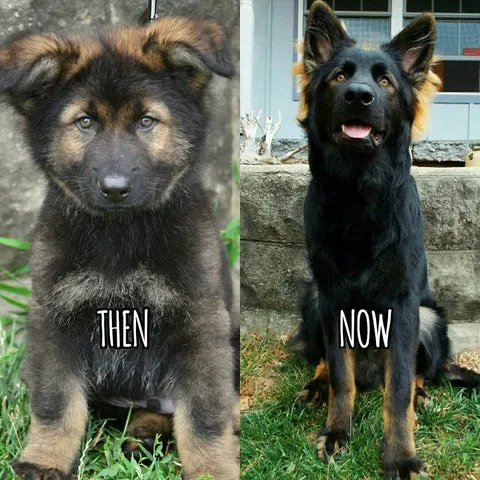 German Shepherd puppy at 8 weeks transforming into an adult at 1 year old
