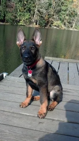 German Shepherd puppy exploring
