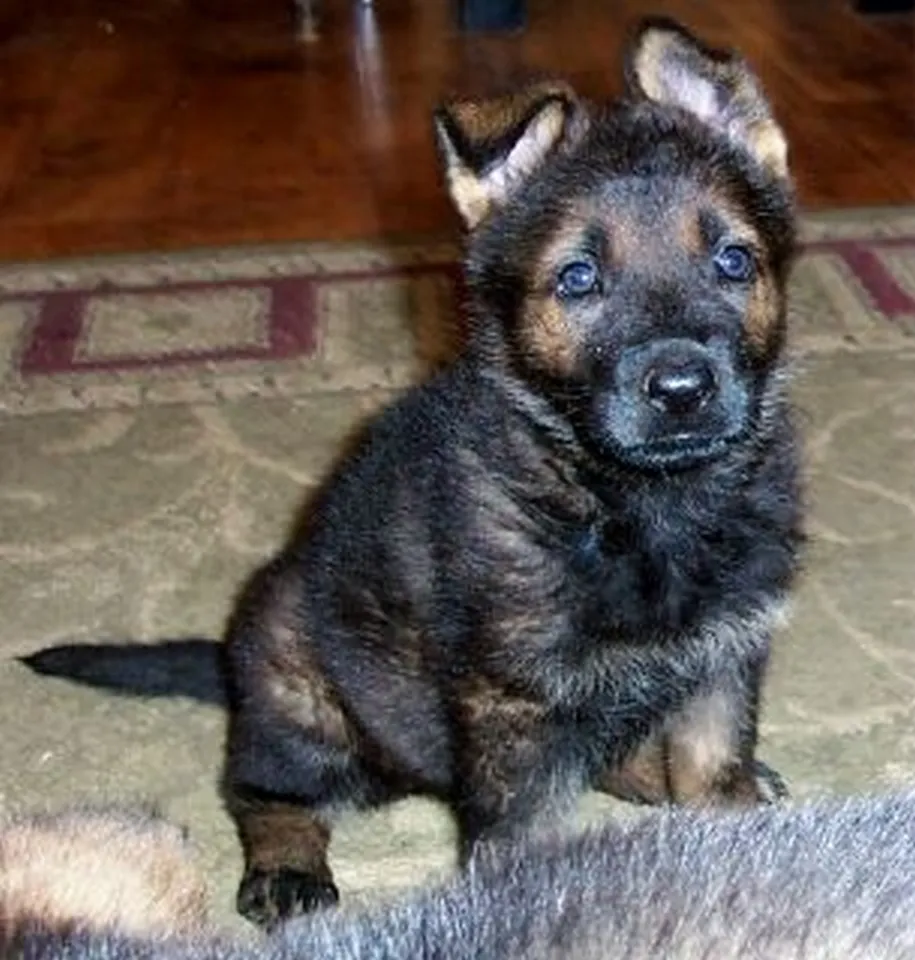 German Shepherd puppy focused