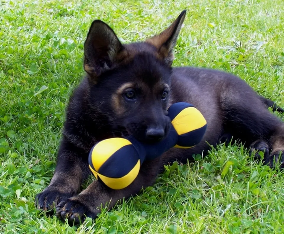 German Shepherd puppy in natural setting