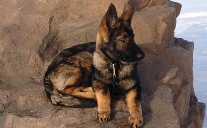 German Shepherd puppy in profile