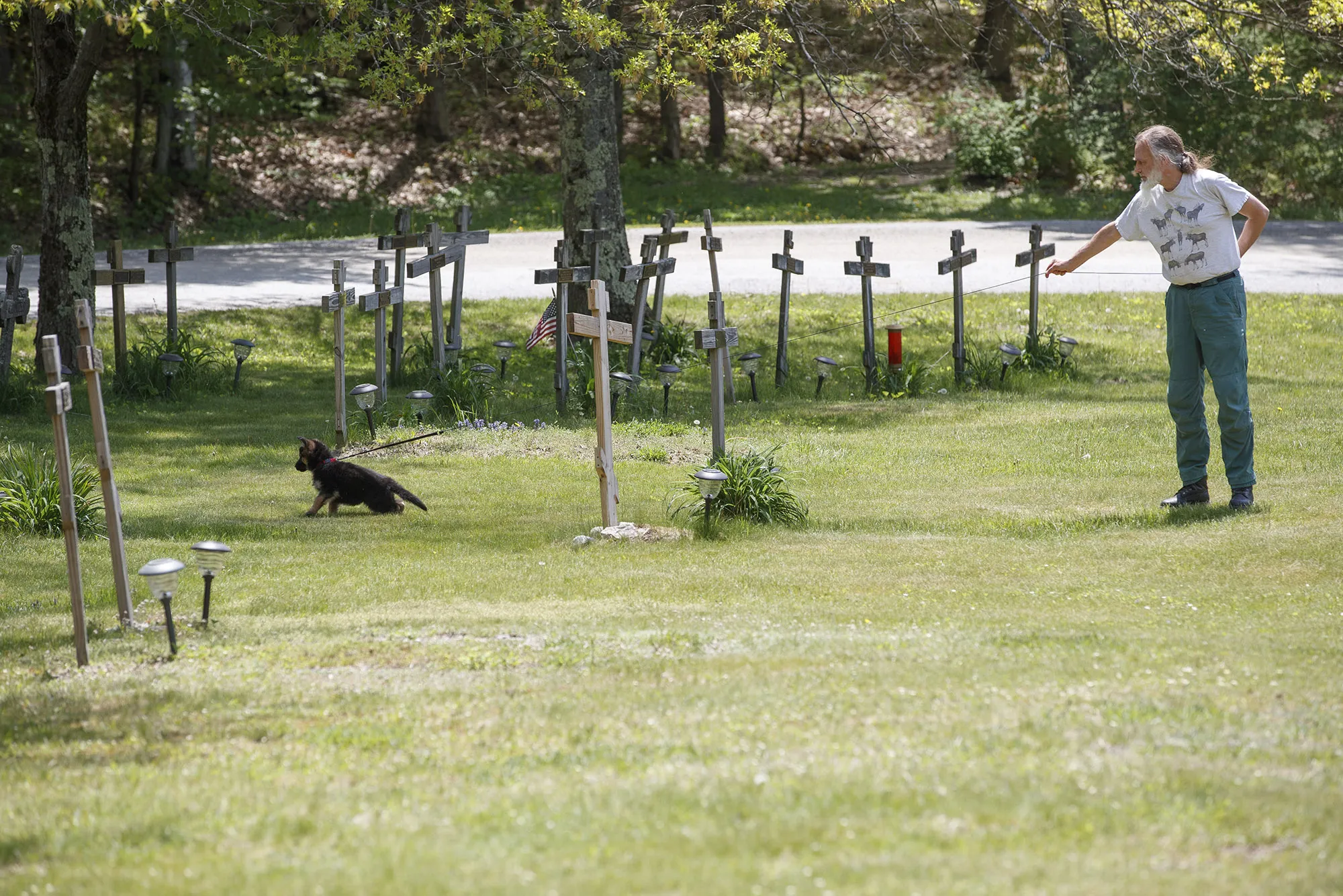 German Shepherd puppy in training at New Skete Monastery.