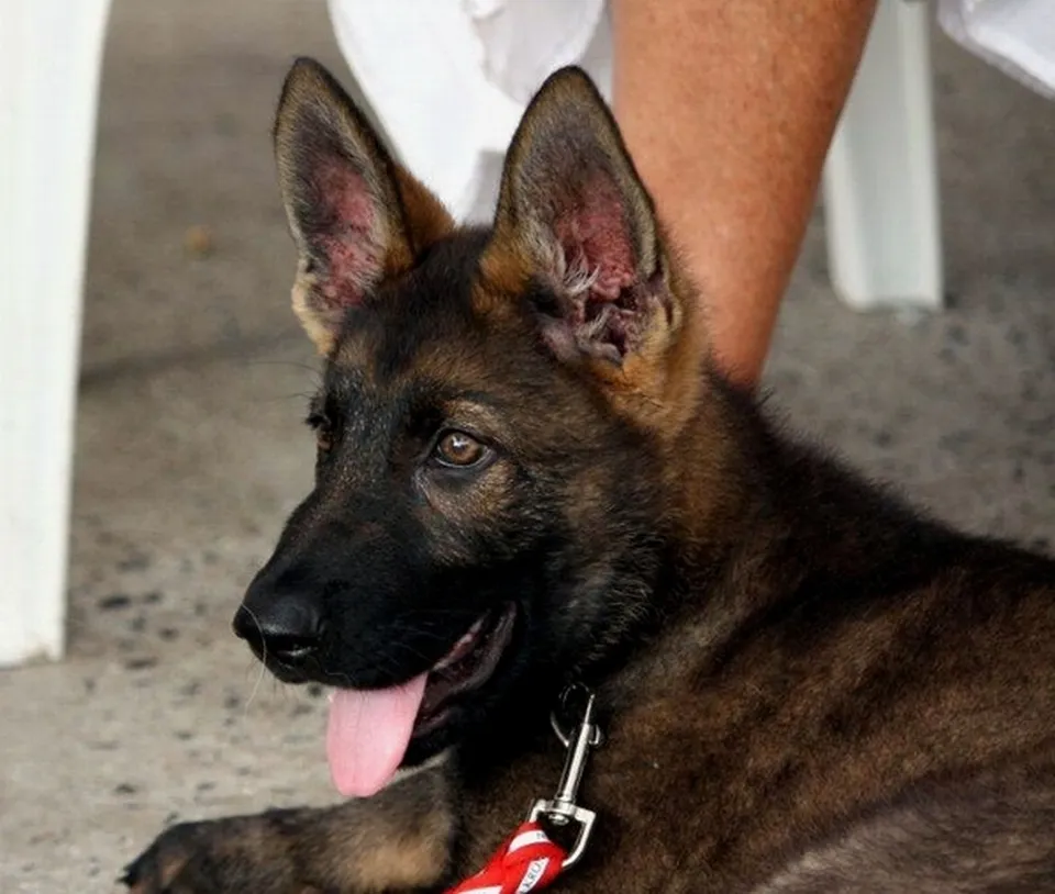 German Shepherd puppy looking up from its bed