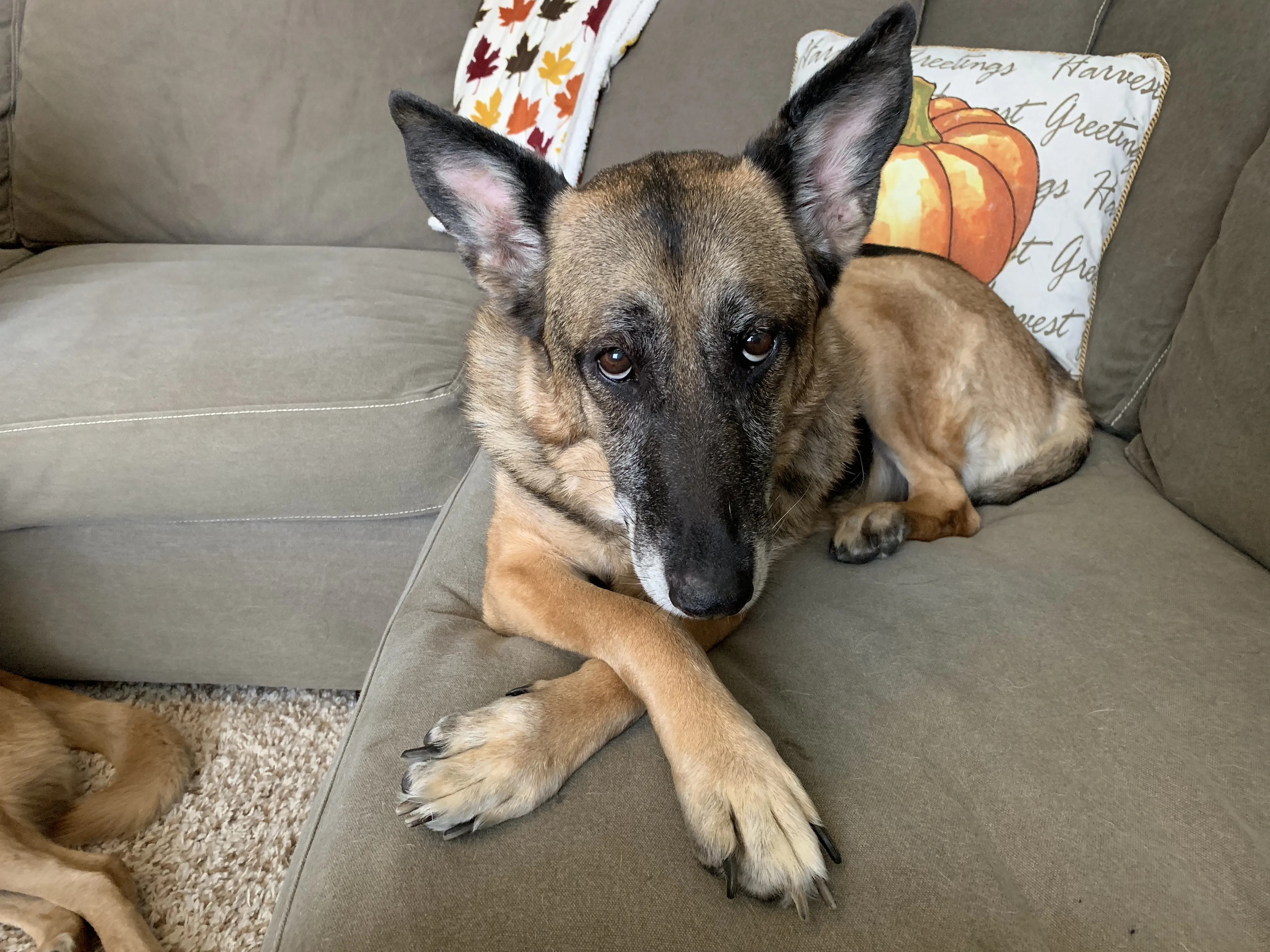 German Shepherd puppy mill dog