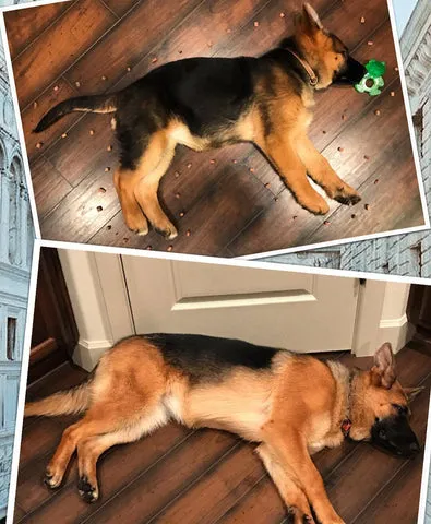 German Shepherd puppy Mookie Pookie at 3 months and the significant change at 9 months