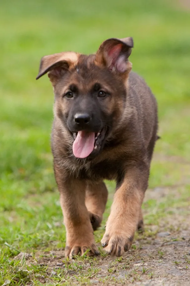 German Shepherd puppy observing its surroundings