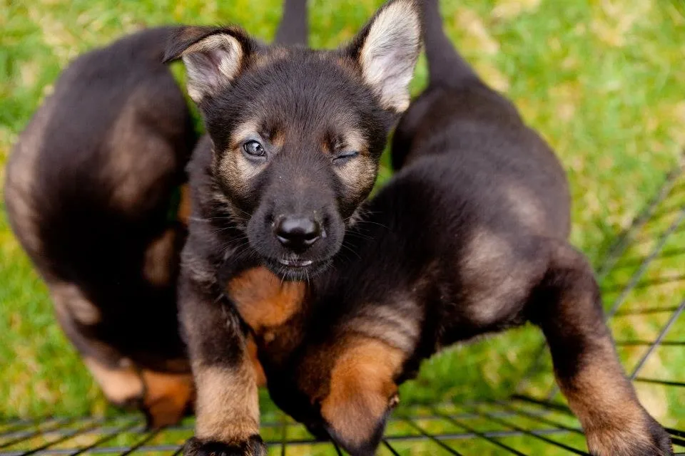 German Shepherd puppy outdoors