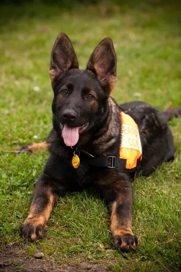 German Shepherd puppy portrait