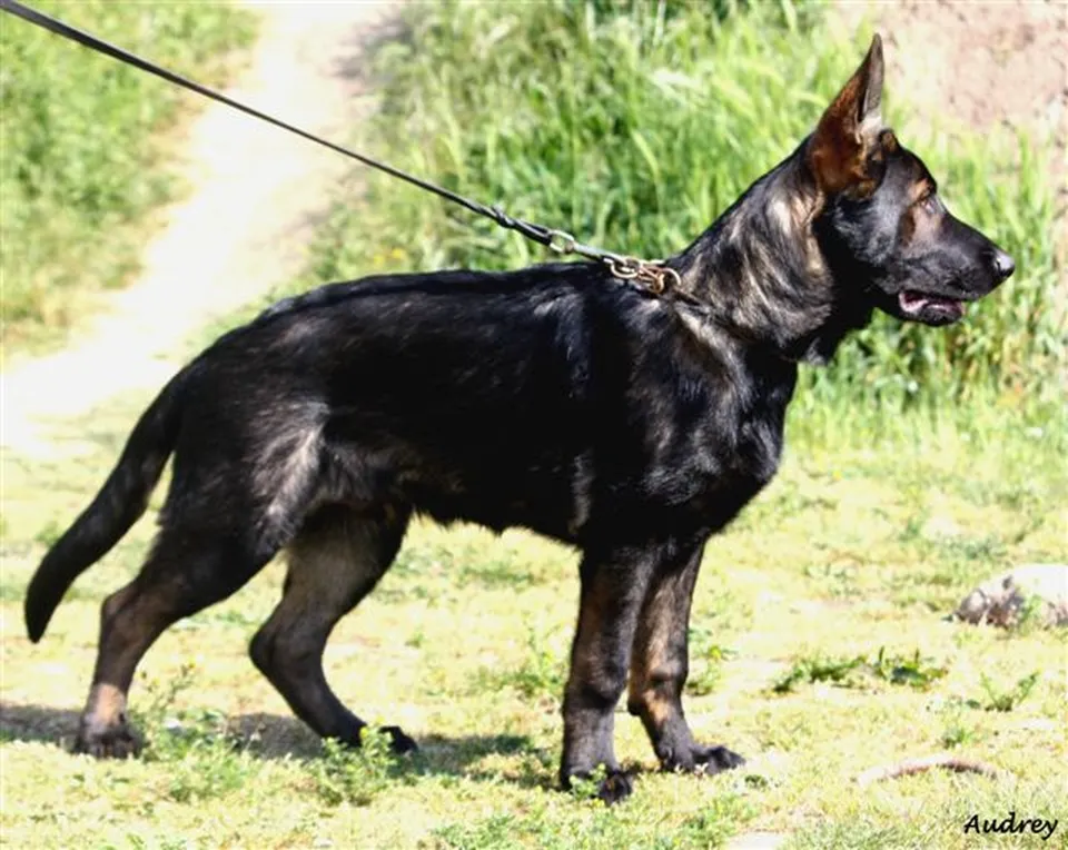 German Shepherd puppy running