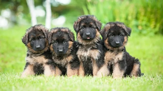 German Shepherd puppy sitting in grass