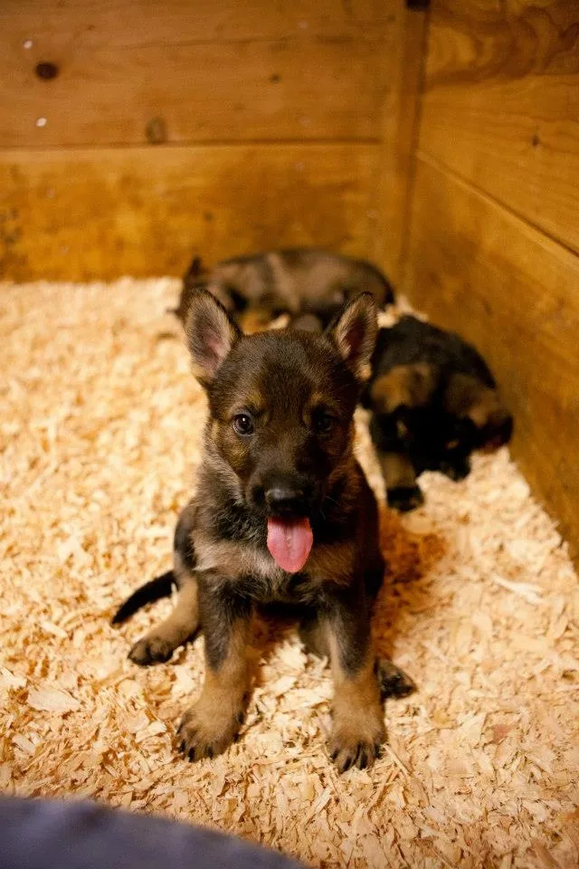 German Shepherd puppy standing alert