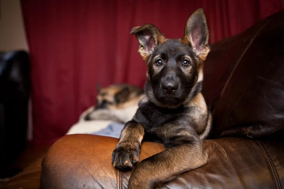German Shepherd puppy with intense gaze