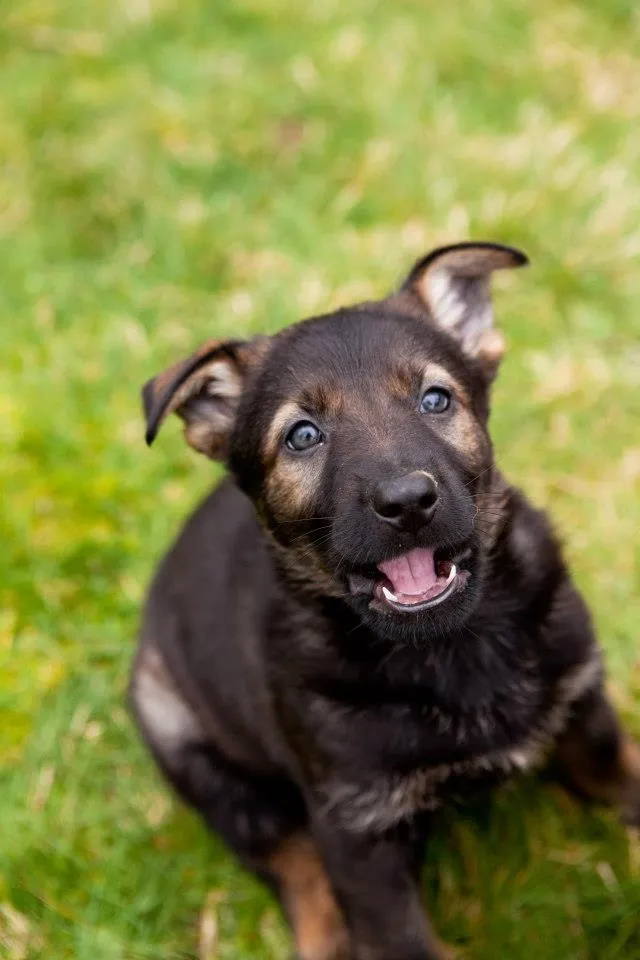 German Shepherd puppy with playful demeanor