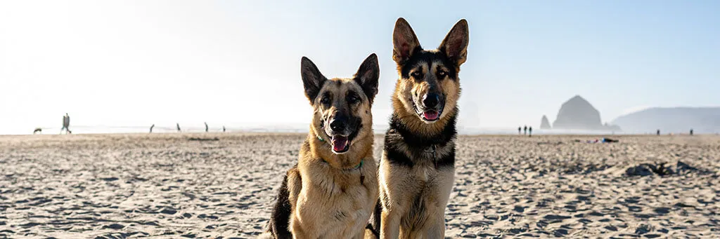 German Shepherd with itchy skin, scratching its ear.