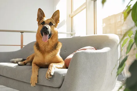 German Shepherd with paws on a couch