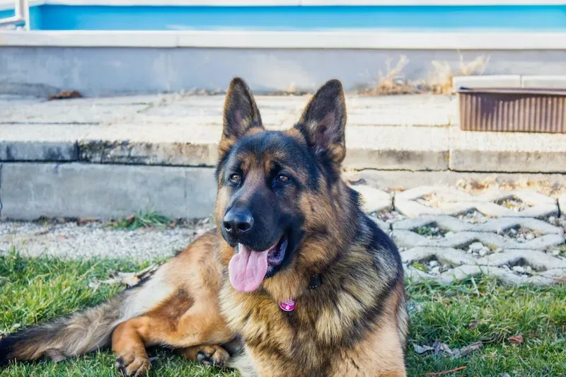 German Shepherds are often used as emotional support dogs. They are also often used in the military, which could provide some familiarity but could also be seen as a drawback—a link to memories that would be better forgotten.