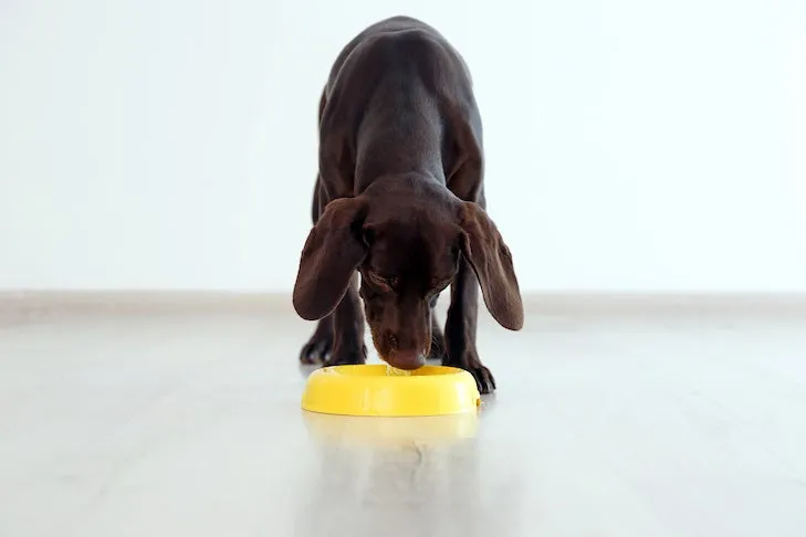 German Shorthaired Pointer dog with bowl indoors