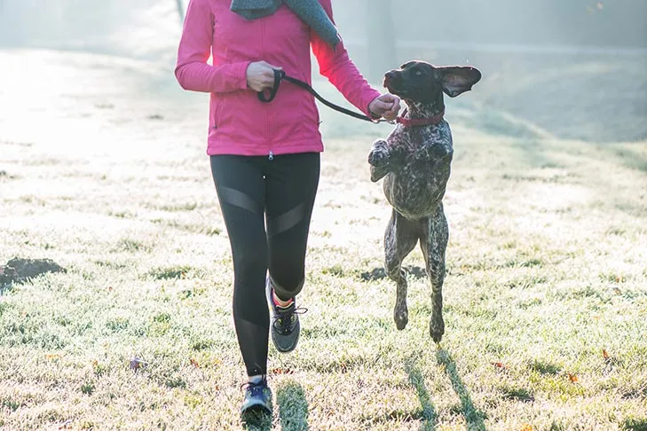 German Shorthaired Pointer jogging happily alongside its owner on a trail, demonstrating proper side-by-side running technique.