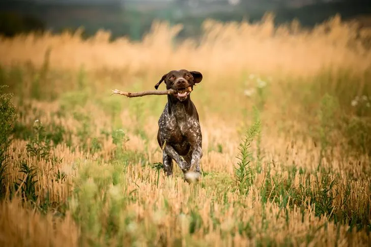 German Shorthaired Pointer puppy joyfully retrieving a stick in a grassy field, highlighting common stick-chewing behavior in young dogs.